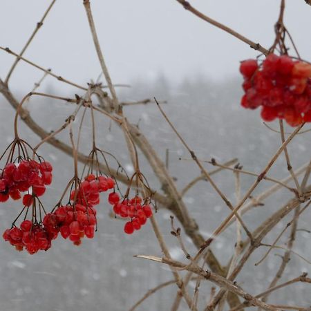 Affittacamere Лелека Dilyatyn Esterno foto