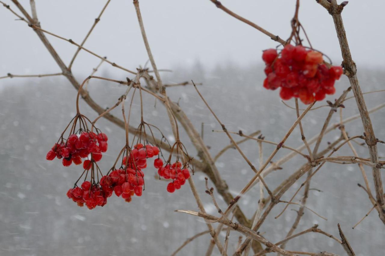 Affittacamere Лелека Dilyatyn Esterno foto